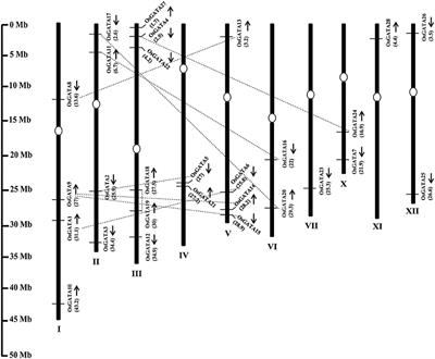 Abiotic Stresses Cause Differential Regulation of Alternative Splice Forms of GATA Transcription Factor in Rice